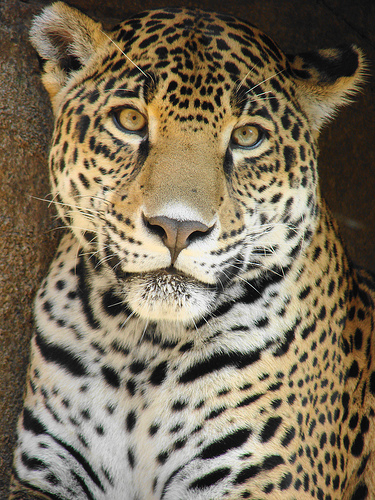 Un perfume de Calvin Klein atrae a los grandes felinos