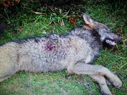 Marcha multitudinaria a favor del lobo ibérico