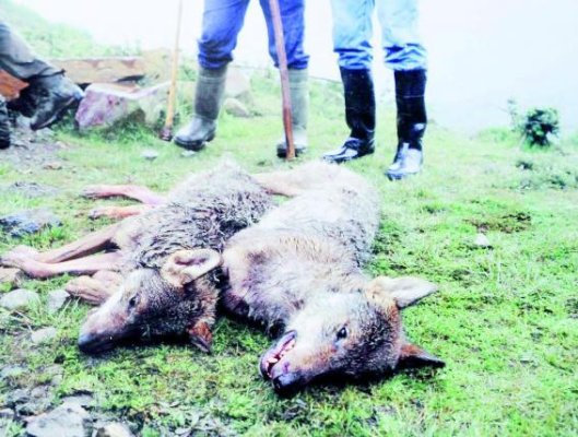 Asturias. El Principado complice del fraude de los pagos de los daños del lobo