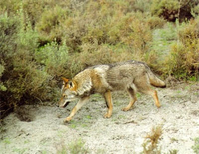 El Observatorio Justicia y Defensa Animal intervendrá en el Parlamento Europeo para denunciar la situación del lobo ibérico en Asturias