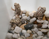 Identifican un menisco en la cadera de los anfibios que actúa como amortiguador para soportar peso