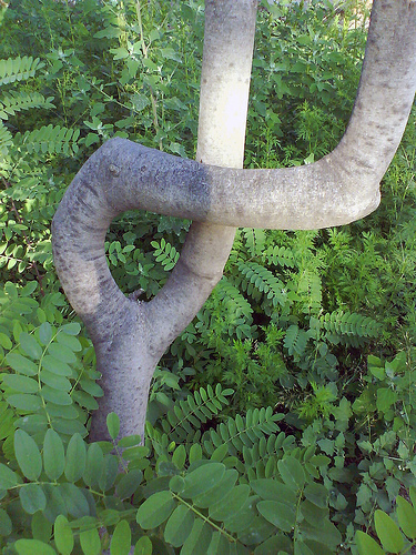 Aragón consolida su protocolo de eliminación de plantas exóticas invasoras