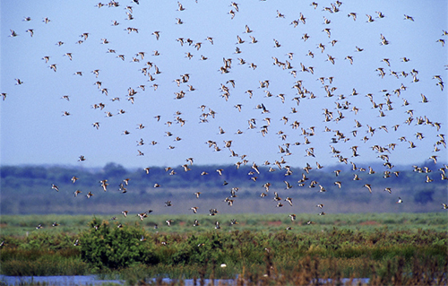 El trasvase a Doñana es un gran ‘engaño’