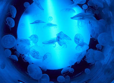 Investigadores españoles desvelan las claves del éxito evolutivo de las medusas