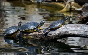 Las poblaciones de tortugas en Canadá ‘acorraladas’