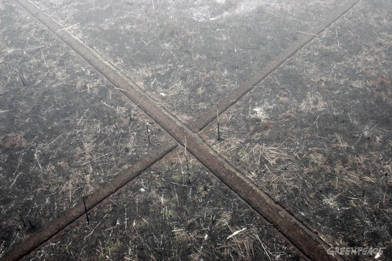 Greenpeace vincula al fabricante de la muñeca Barbie con la deforestación en Indonesia