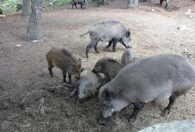 Los jabalíes ‘toman’ Torrelavega