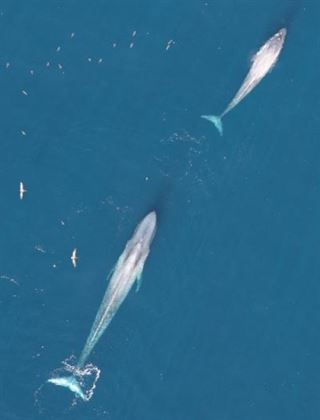 La ballena azul ya no está en riesgo de extinción en la costa de California
