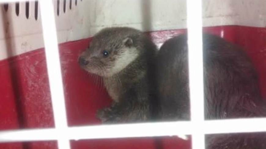 Catalunya. Liberan en la riera de Merlès a un cachorro de nutria (Lutra lutra)