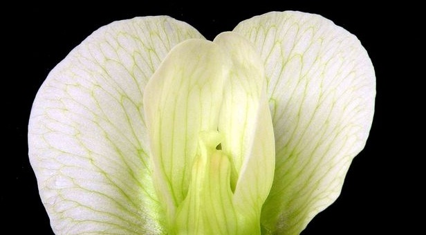 Descubierto el mecanismo que regula la floración en guisantes