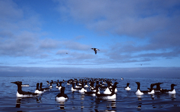 Qué pasa en cien años de visitas a una reserva natural sueca