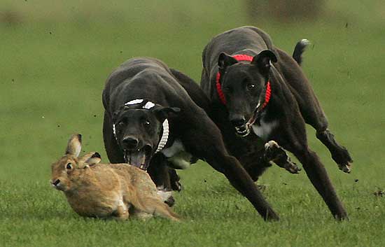 Ecologistas denuncia que el campeonato de caza con galgo se celebre en un coto que debería estar cerrado por usar veneno