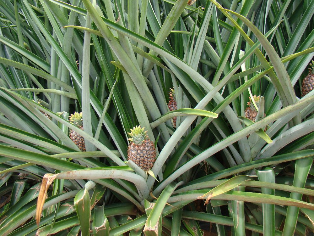 Costa Rica. Paralizan piñera en Los Chiles por posible daño ambiental