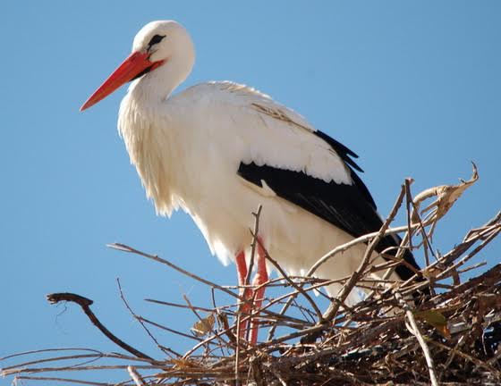 Una cigüeña blanca