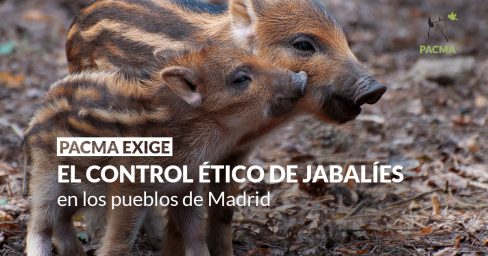PACMA exige que se apliquen alternativas éticas para el control de jabalíes en pueblos de Madrid