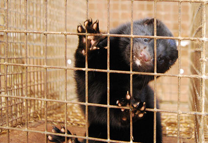 Los peleteros rechazan que se maltrate a los visones de granja