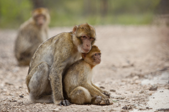 Un mono ante el espejo