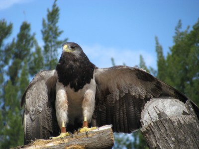 Aves rapaces: La importancia de las aves de presa para la Ecología