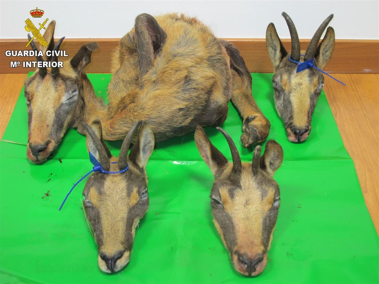 Golpe a un grupo organizado de furtivos en Babia