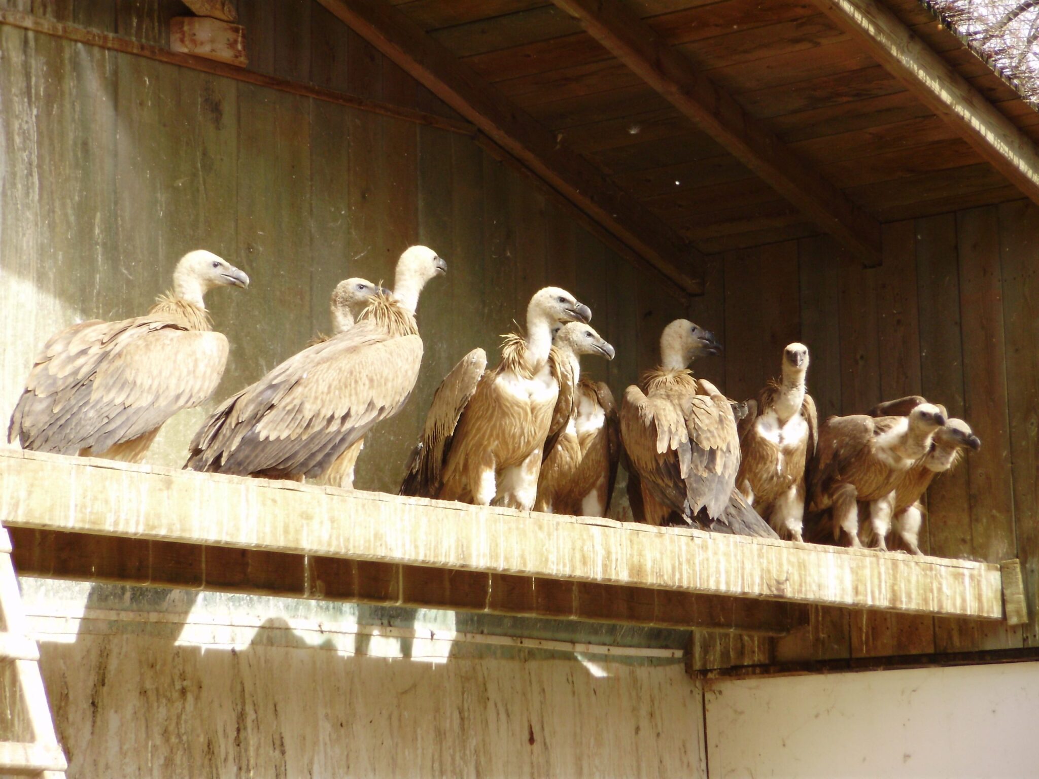 15 ejemplares de buitre leonado recuperados en centros de fauna participarán en proyectos de reintroducción europeos