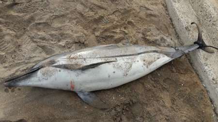 Aparece un delfín listado varado en la playa de Horcas Coloradas