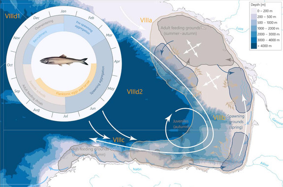 Un innovador modelo predice la evolución de las poblaciones de anchoa europea