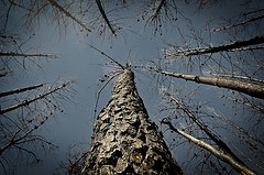 Extinguidos cuatro de los cinco incendios forestales que continuaban activos en Castilla-La Mancha