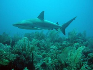 Bahamas prohíbe la pesca de tiburones
