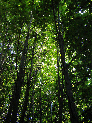 Ibercaja y Expo Zaragoza finalizan en Calatayud el proyecto de reforestación 3