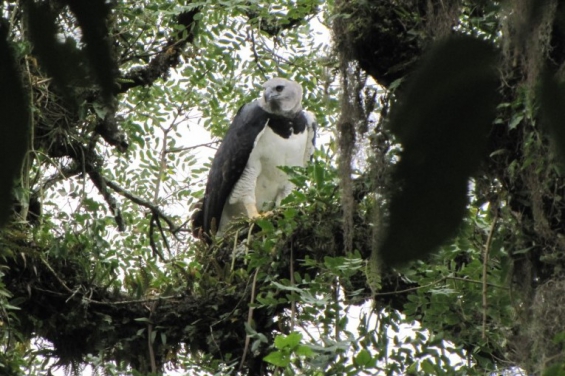 Argentina. Primer registro de águila harpía en el Parque Nacional Calilegua en Jujuy
