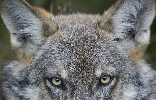 Europa ‘puede y debe’ proteger al lobo al sur del Duero