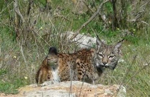 Atropellan un lince en Huelva