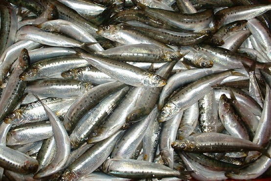 Más sardinas a la redes