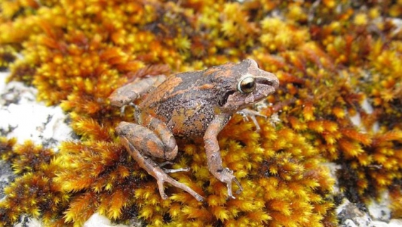 Perú: Descubren tres nuevas especies de ranas