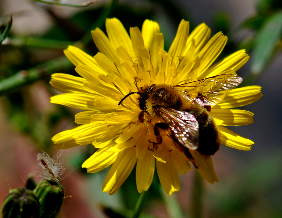 Alarma en la UE por muerte masiva de abejas