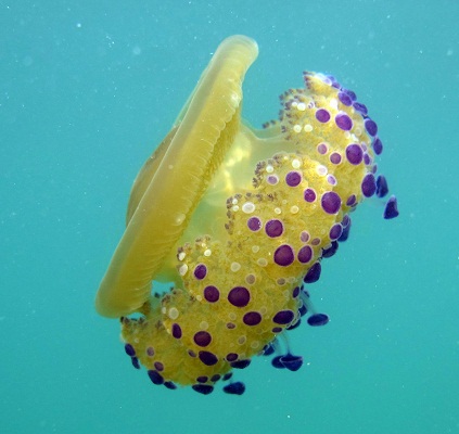 La proliferación de medusas responde a fenómenos cíclicos globales