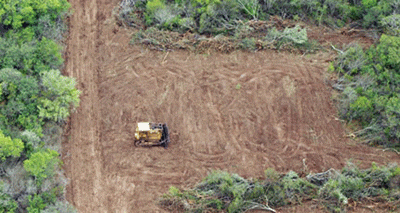 Restaurarán 18 millones de hectáreas de tierras forestales