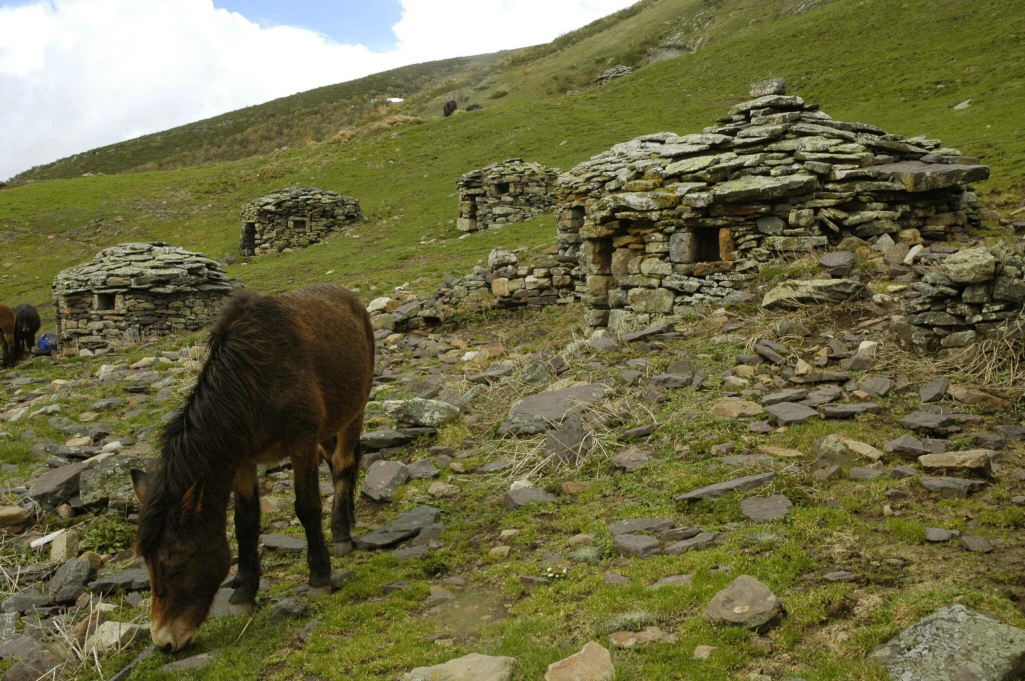 Asturias. Matan a una loba lactante en el Parque Natural de Somiedo
