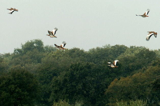 Proyecto Life de protección de aves esteparias en campiñas logra la colaboración de 71 agricultores