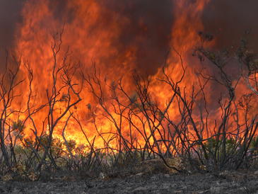 Los científicos proponen medidas para evaluar los daños tras un incendio