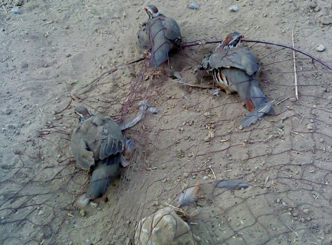 A los cazadores les ‘encanta’ el silvestrismo