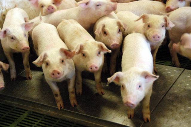 Tecnología mexicana descontamina las aguas de las explotaciones porcinas