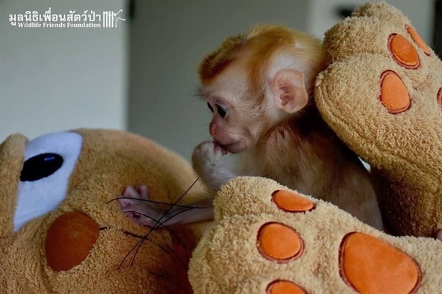 La triste historia del macaco que perdió a su madre y se aferró a un peluche