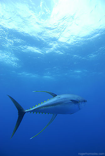Oceana valora el apoyo de la FAO a la prohibición del comercio internacional de atún rojo