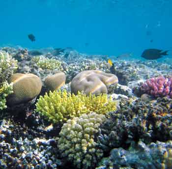 Un robot español estudiará ecosistemas marinos a 2.000 metros de profundidad