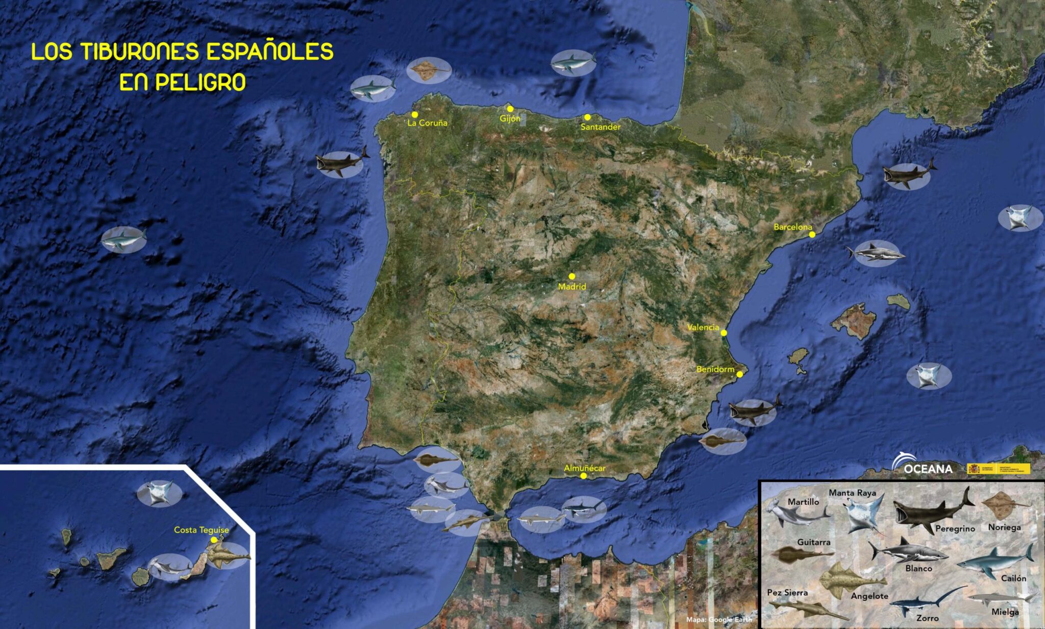 OCEANA recoge más de 6.000 firmas para proteger a los tiburones