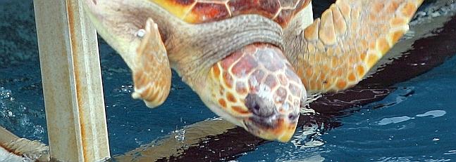 El 92% de las tortugas marinas varadas en 2012 en la Comunidad Valenciana han sido recuperadas