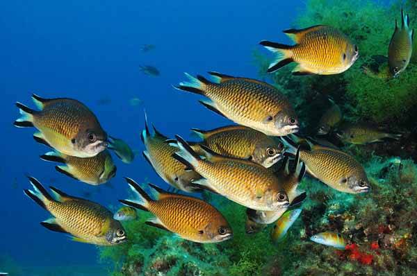 IEO con la protección del Gran Ecosistema Marino de la Corriente de Canarias