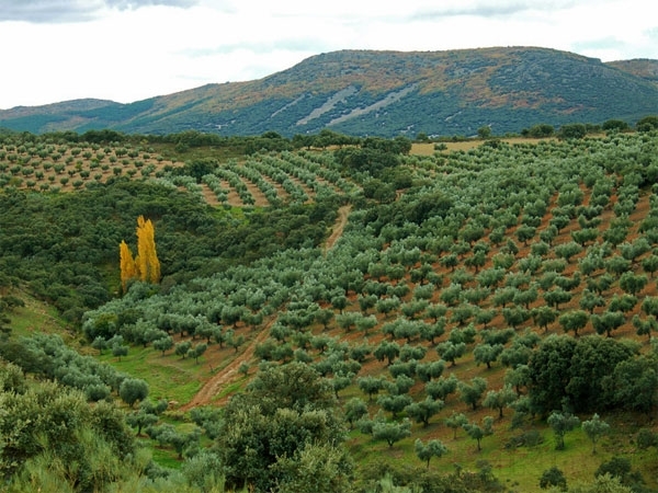 La política forestal Castilla La Mancha retrocede 150 años