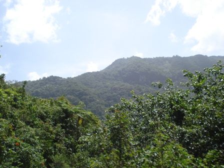 Expertos forestales y ecologistas rechazan frontalmente que España venda sus bosques estatales como hará Reino Unido